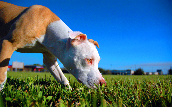 Pit Bull, gramado, filhote de cachorro, close-up, cachorros, Pit Bull Terrier, animais de estima&#231;&#227;o, Pit Bull Dog