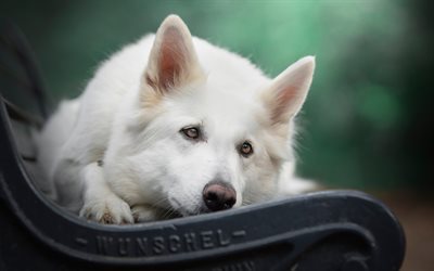 White Swiss Shepherd, Berger Blanc Suisse, white dog, cute animals, pets, Swiss breeds of dogs