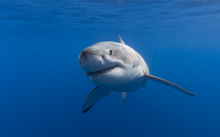 White shark, underwater world, ocean, rovdjur, vilda djur, farliga marina djur, hajar