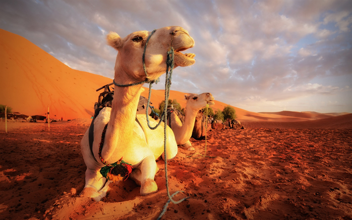 les chameaux, en Egypte, coucher de soleil, d&#233;sert, le soir, du sable, de la randonn&#233;e, des promenades &#224; dos de chameau