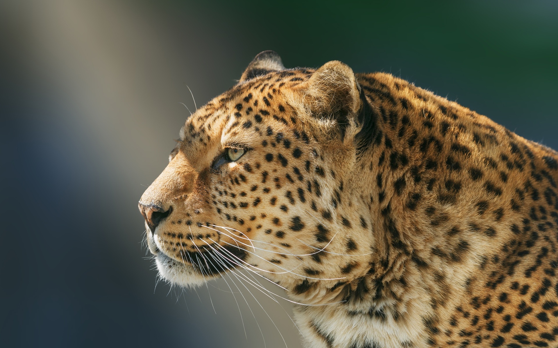 Download wallpapers Leopard, close-up, wildlife, predators, Panthera ...