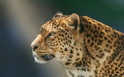 Leopard, close-up, wildlife, predators, Panthera pardus