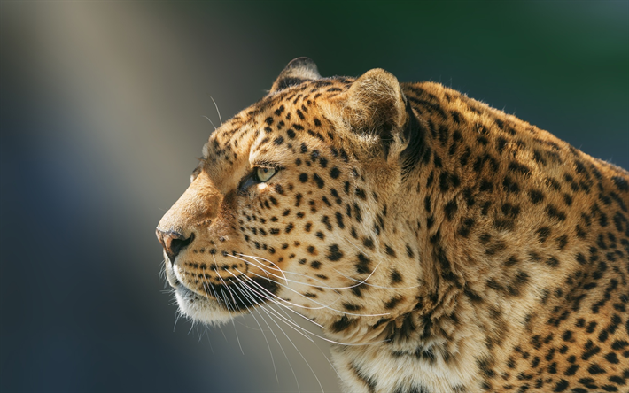 Leopardo, close-up, a vida selvagem, predadores, Panthera pardus