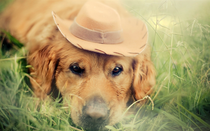 labrador, nahaufnahme, retriever, bokeh, haustiere, golden retriever