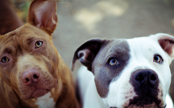 Pit Bull, friends, close-up, dogs, Pit Bull Terrier, pets, Pit Bull Dog