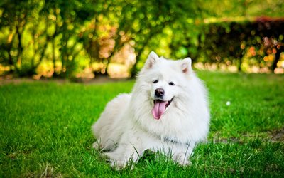 Samoyed, white fluffy dog, pets, breeds of kind dogs, cute animals, dog on the grass, blur, bokeh