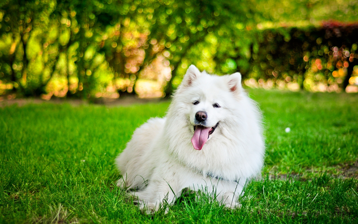 Samojed, vit fluffig hund, husdjur, raser av typ hundar, s&#246;ta djur, dog p&#229; gr&#228;set, osk&#228;rpa, bokeh