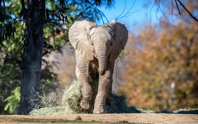 executando o elefante, 4k, zoopark, o pequeno elefante, animais fofos, Elephantidae, elefantes