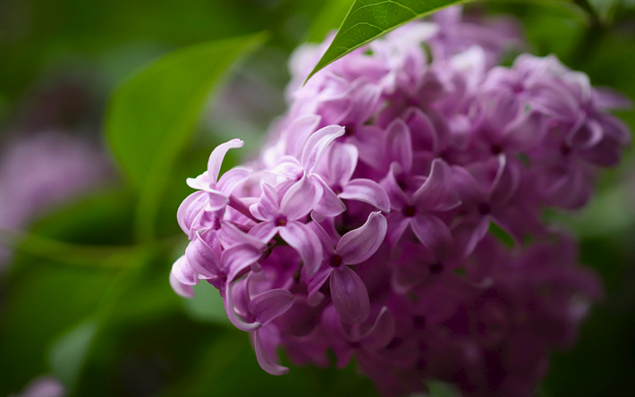 lilac, purple spring flowers, branch of lilac, spring, purple floral background