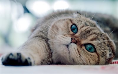 Scottish Fold, bokeh, kissa, jolla on siniset silm&#228;t, kotikissa, lemmikit, harmaa kissa, s&#246;p&#246;j&#228; el&#228;imi&#228;, kissat, laiska kissa