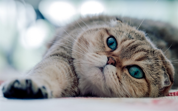 Scottish Fold, mavi g&#246;zl&#252;, etkisi, kedi, ev kedisi, Evcil Hayvanlar, gri kedi, sevimli hayvanlar, tembel kedi