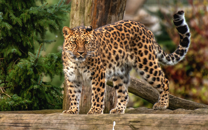 leopard, wildcat, rovdjur, vilda djur, skogen