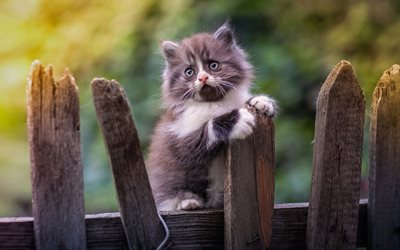 Sad kitten, cute animals, kitten on fence, Gray Persian Cat, cats, domestic cats, pets, gray cat, kitten, Persian Cat