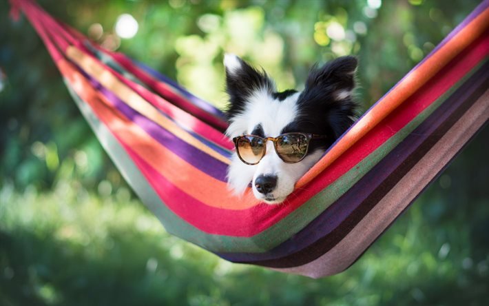 Border Collie, dog, summer, rest, sunglasses, cute animals