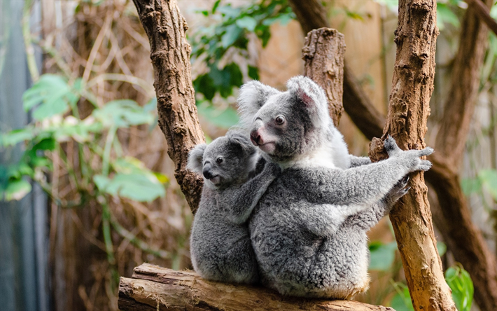 koalor, tr&#228;, gr&#229; ungar, Australien, s&#246;ta djur, koala