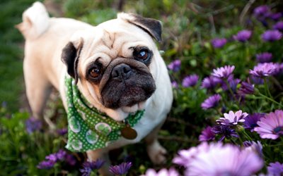Pug, flowers, bokeh, dogs, pets, cute animals, Pug Dog