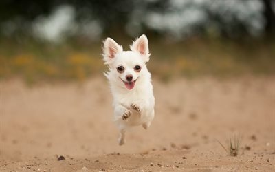 Chihuahua, running dog, dogs, white chihuahua, cute animals, pets, Chihuahua Dog