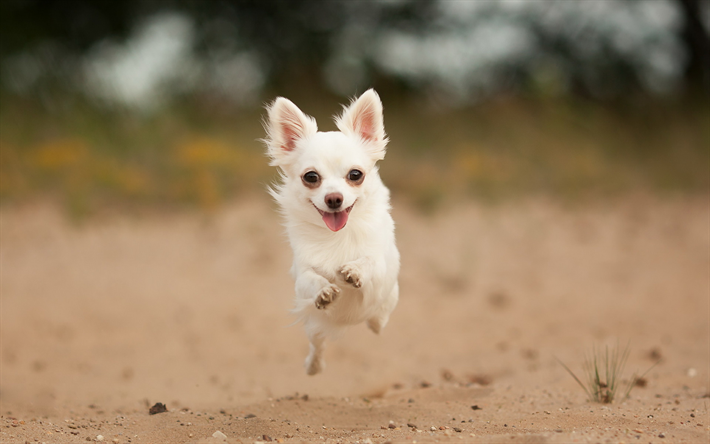 Chihuahua, c&#227;o de corrida, cachorros, branco chihuahua, animais fofos, animais de estima&#231;&#227;o, Cachorro Chihuahua