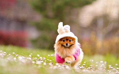 Spitz, running dog, bokeh, cute animals, pets, dogs, Pomeranian, Pomeranian Spitz