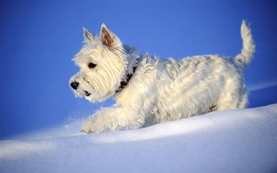 Westie, 冬, 西ハイランド白テリア犬, snowdrifts, 白Westie, かわいい動物たち, ペット, Westy犬, 犬, 西ハイランド白のインテリア