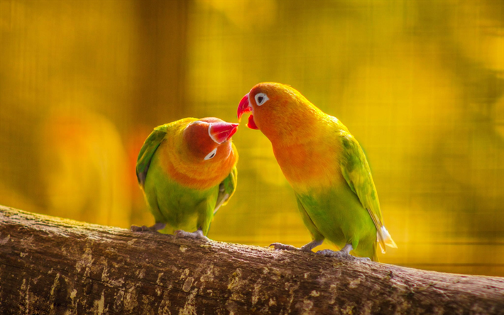 Lovebird, amarelo papagaios verdes, belas aves, casal de papagaios, Madagascar