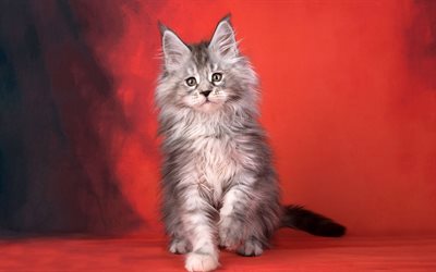 Maine coon, gray fluffy cat, pets, American breed of cats, cute animals, cats