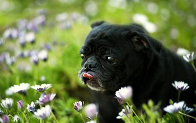 Pug Dog, bokeh, cachorros, pug preto, flores, animais fofos, animais de estima&#231;&#227;o, Pug