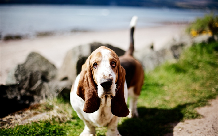 Basset hound, bokeh, simpatici animali, animali domestici, cani, Basset hound Dog