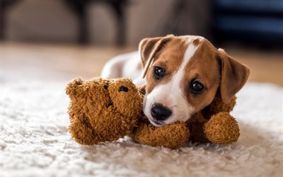 Jack Russell Terrier, brinquedo, animais de estima&#231;&#227;o, cachorros, urso de pel&#250;cia, animais fofos, Jack Russell Terrier C&#227;o