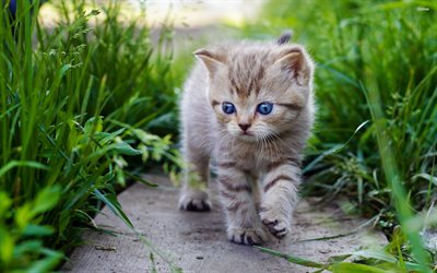 American Shorthair, gatinho, o gato dom&#233;stico, olhos azuis, animais de estima&#231;&#227;o, gatos, American Shorthair Gato