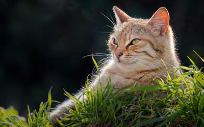 ginger cat, green eyes, cute animals, ginger short-haired cat, green grass