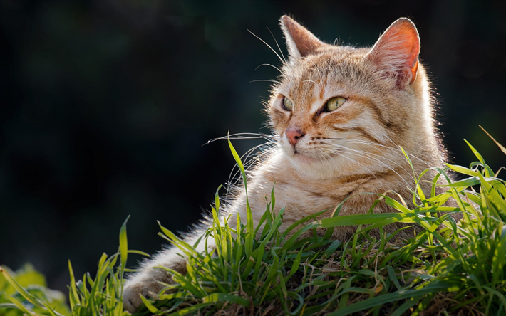 生姜猫, 緑色の瞳を, かわいい動物たち, しょうが短い毛の猫, 緑の芝生