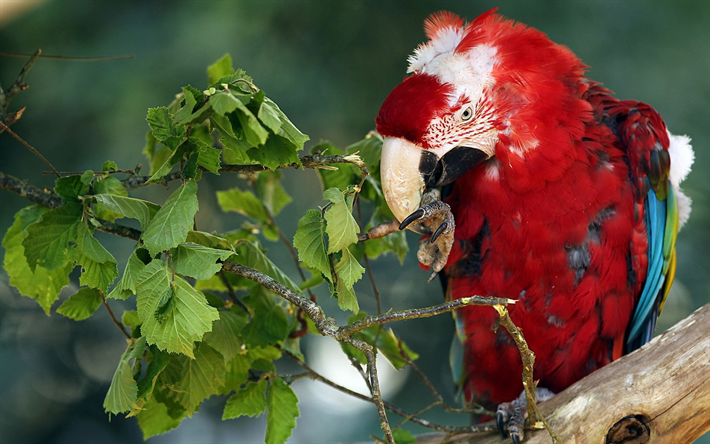الببغاء القرمزي, جميلة الببغاء الأحمر, طائر جميل, الغابات الاستوائية, أمريكا الجنوبية الببغاء