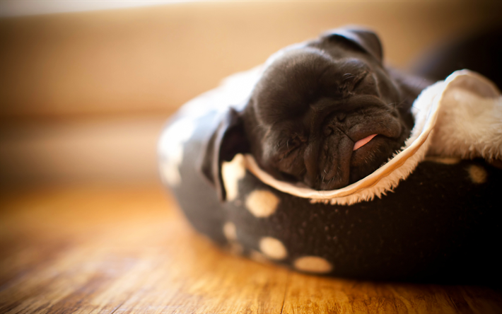 ダウンロード画像 パグ 黒少子犬 小犬 寝る子犬 面白い犬 フリー のピクチャを無料デスクトップの壁紙