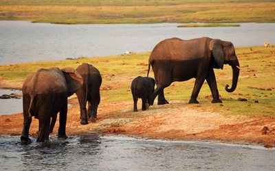 troupeau d'éléphants, soirée, coucher du soleil, l'Afrique, le lac, les éléphants, la famille
