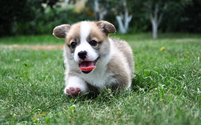 Pembroke Welsh Corgi, puppy, funny dogs, small Corgi, running dog, pets, dogs, Welsh Corgi, cute dog, Welsh Corgi Dog
