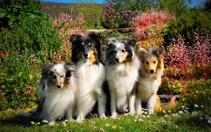 Shetland Collie C&#227;es, fam&#237;lia, Sheltie, animais de estima&#231;&#227;o, Shetland Sheepdog, shetland sheepdog, flores, cachorros