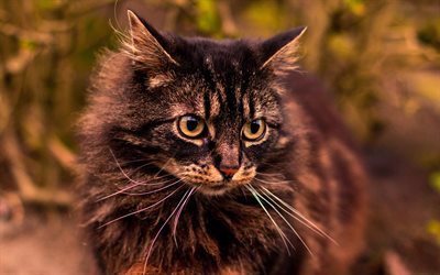 American Bobtail, Gris esponjoso gato, tarde, puesta de sol, hierba, animales dom&#233;sticos, gatos lindos, grandes ojos verdes