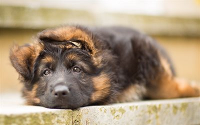 ドイツの羊飼い, 悲しい犬, ペット, 子犬, 犬, かわいい動物たち, ジャーマンシェパードドッグ