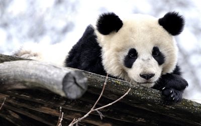 panda, sevimli hayvan, b&#252;y&#252;k panda, ayılar, yaban hayatı, vahşi hayvanlar
