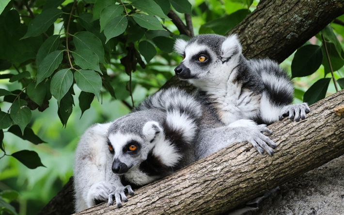 os l&#234;mures, a vida selvagem, animais selvagens, lemur, Madagascar, floresta