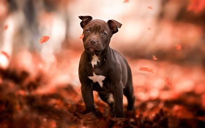 American Pit Bull Terrier, puppy, autumn, cute animals, pets, dogs, Small American Pit Bull Terrier