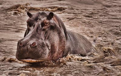 flodh&#228;st i floden, 4k, vilda djur, djungel, Hippopotamus amphibius, Afrika, hippo, flodh&#228;st