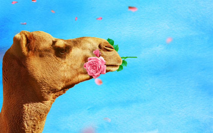 cammello con rose, 4k, creativo, vita selvaggia, Camelus, close-up, cammello