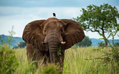 4k, elefantti, varis, Afrikka, savannah, norsuja, Elephantidae kuuluville el&#228;imille, elefantti varis