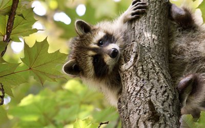 raccoon, lel, cute animals, raccoon on tree, wildlife, wild animals