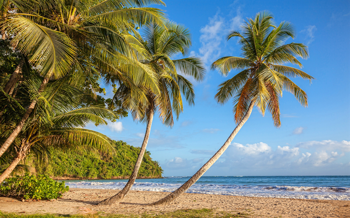 grenada, 4k, palmer, karibiska havet, paradis, v&#229;gor, vacker natur, sommar, resekoncept