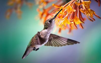 Hummingbird, piccolo uccello, ramo, splendidi uccelli