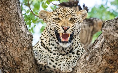 Leopardo, o gato selvagem, &#193;frica, animais perigosos