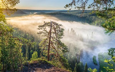 Fiume Kitkajoki, mattina, alba, nebbia, foresta, paesaggi della Finlandia, Kuusamo, Finlandia